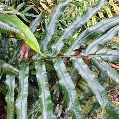 Blechnum wattsii (Hard Water Fern) at Strahan, TAS - 9 Nov 2024 by LyndalT