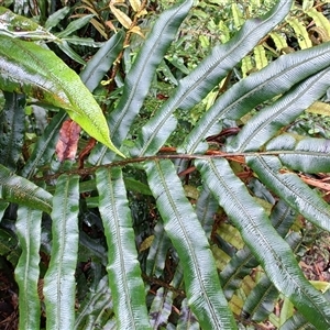 Blechnum wattsii at Strahan, TAS - 9 Nov 2024 04:08 PM