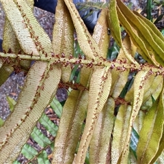 Blechnum wattsii at Strahan, TAS - 9 Nov 2024 04:08 PM