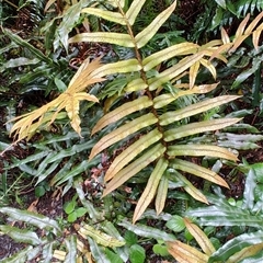 Blechnum wattsii at Strahan, TAS - 9 Nov 2024 04:08 PM