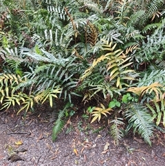 Blechnum wattsii at Strahan, TAS - 9 Nov 2024 04:08 PM