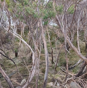 Leptospermum scoparium at Southwest, TAS - 9 Nov 2024 01:20 PM