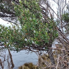 Leptospermum scoparium at Southwest, TAS - 9 Nov 2024