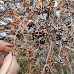 Leptospermum scoparium at Southwest, TAS - 9 Nov 2024