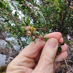 Leptospermum scoparium at Southwest, TAS - 9 Nov 2024 01:20 PM