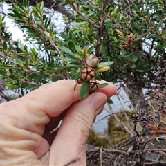 Leptospermum scoparium at Southwest, TAS - 9 Nov 2024