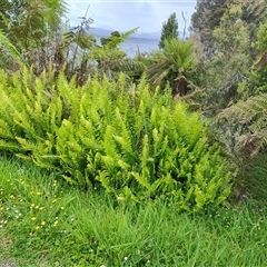 Blechnum nudum (Fishbone Water Fern) at Southwest, TAS - 9 Nov 2024 by LyndalT