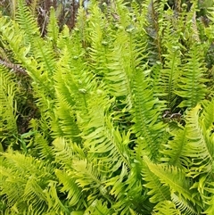 Blechnum nudum at Southwest, TAS - 9 Nov 2024 01:00 PM