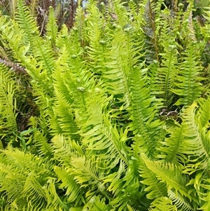 Blechnum nudum at Southwest, TAS - 9 Nov 2024