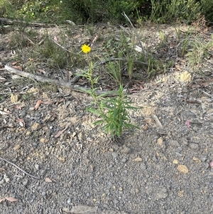 Xerochrysum bracteatum at Budgong, NSW - 9 Nov 2024 05:35 PM