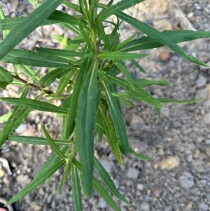 Xerochrysum bracteatum at Budgong, NSW - 9 Nov 2024