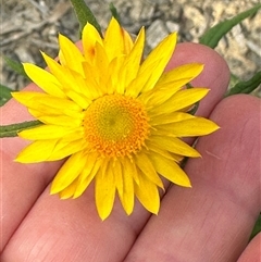 Xerochrysum bracteatum at Budgong, NSW - 9 Nov 2024 05:35 PM