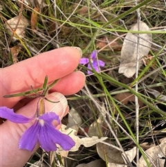 Scaevola ramosissima (Hairy Fan-flower) at Budgong, NSW - 9 Nov 2024 by lbradley