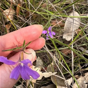 Scaevola ramosissima at Budgong, NSW - 9 Nov 2024