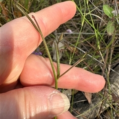 Scaevola ramosissima at Budgong, NSW - 9 Nov 2024