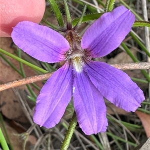 Scaevola ramosissima at Budgong, NSW - 9 Nov 2024