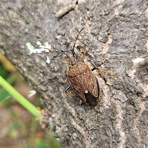 Poecilometis strigatus at Braidwood, NSW - 9 Nov 2024