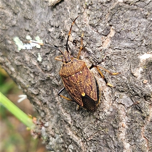 Poecilometis strigatus at Braidwood, NSW - 9 Nov 2024