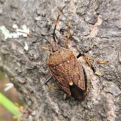 Poecilometis strigatus at Braidwood, NSW - 9 Nov 2024