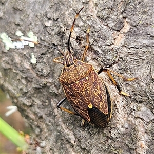 Poecilometis strigatus at Braidwood, NSW - 9 Nov 2024 10:52 AM