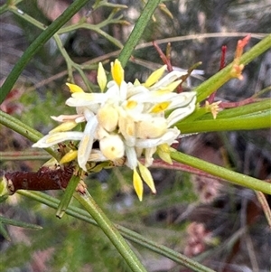 Petrophile pedunculata at Budgong, NSW - suppressed