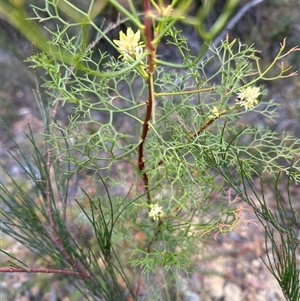 Petrophile pedunculata at Budgong, NSW - suppressed