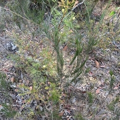 Petrophile pedunculata at Budgong, NSW - suppressed