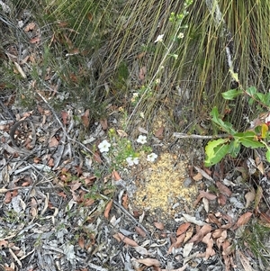 Leptospermum rotundifolium at Budgong, NSW - suppressed