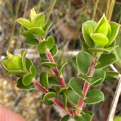 Leptospermum rotundifolium at Budgong, NSW - 9 Nov 2024