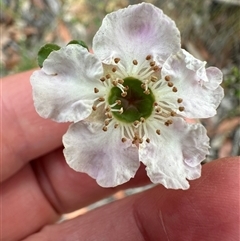 Leptospermum rotundifolium at Budgong, NSW - suppressed