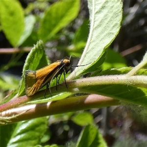 Philobota undescribed species near arabella at McKellar, ACT - 10 Oct 2024