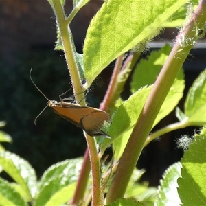 Philobota undescribed species near arabella at McKellar, ACT - 10 Oct 2024