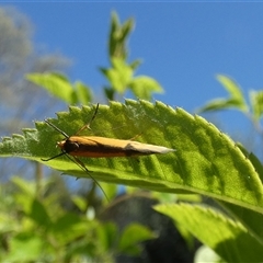 Philobota undescribed species near arabella at McKellar, ACT - 10 Oct 2024