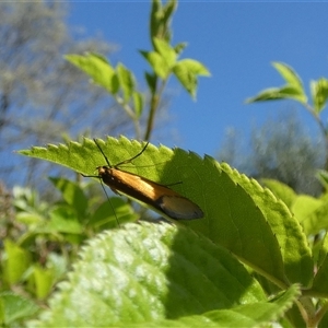 Philobota undescribed species near arabella at McKellar, ACT - 10 Oct 2024