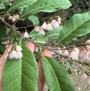 Elaeocarpus reticulatus at Budgong, NSW - 9 Nov 2024