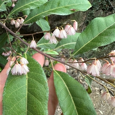 Elaeocarpus reticulatus (Blueberry Ash, Fairy Petticoats) at Budgong, NSW - 9 Nov 2024 by lbradley