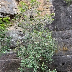 Elaeocarpus reticulatus at Budgong, NSW - 9 Nov 2024