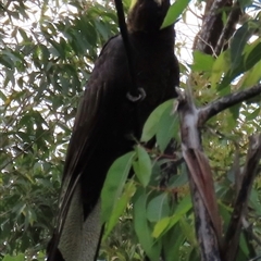 Zanda funerea at Moollattoo, NSW - 9 Nov 2024