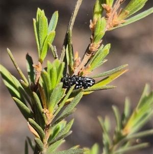 Diphucrania leucosticta at Bungendore, NSW - 9 Nov 2024