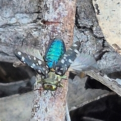 Diphucrania leucosticta at Bungendore, NSW - 9 Nov 2024