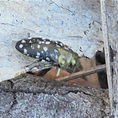 Diphucrania leucosticta at Bungendore, NSW - 9 Nov 2024