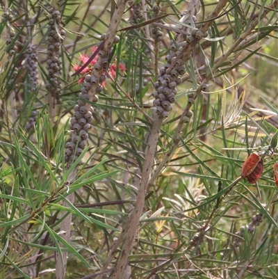 Melaleuca linearis (Narrow-leaved Bottlebrush) at Budgong, NSW - 9 Nov 2024 by lbradley