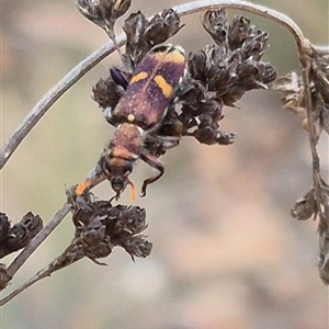 Eleale pulchra at Bungendore, NSW - suppressed