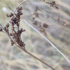 Eleale pulchra at Bungendore, NSW - suppressed