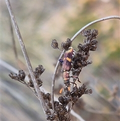 Eleale pulchra at Bungendore, NSW - suppressed