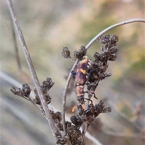 Eleale pulchra at Bungendore, NSW - suppressed