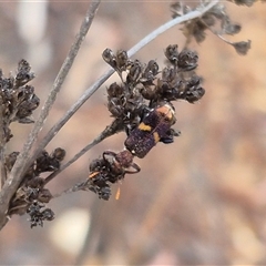 Eleale pulchra at Bungendore, NSW - 9 Nov 2024