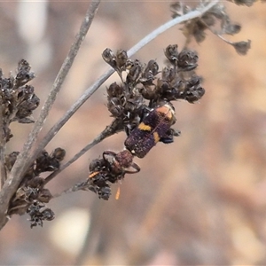 Eleale pulchra at Bungendore, NSW - suppressed