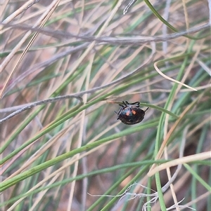 Cermatulus nasalis at Bungendore, NSW - suppressed