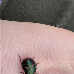 Cermatulus nasalis at Bungendore, NSW - suppressed